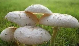 蘑菇吃瓜料爆料可信吗,可信度分析揭秘